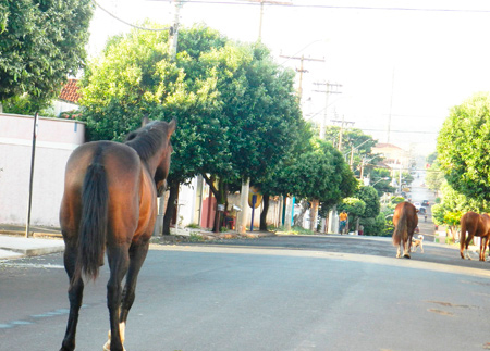 Prefeitura de Sousa intensifica trabalho de recolhimento de animais das ruas de Sousa 